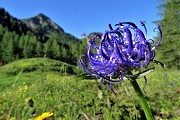 Corno Stella (2620 m) con Montebello, solo, in compagnia degli stambecchi il 22 giugno 2020  - FOTOGALLERY